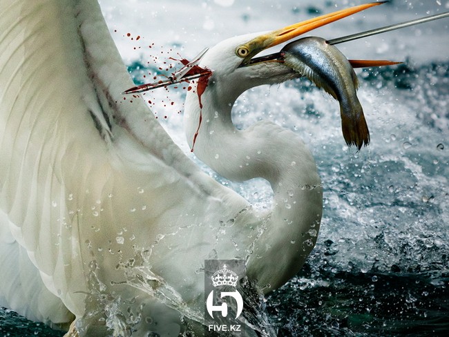 Дизайн-студия Manipula