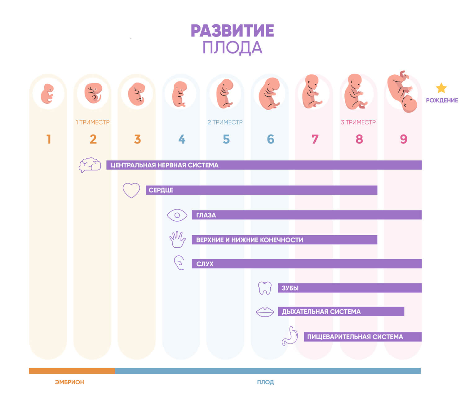 развитие плода по триместрам и месяцам